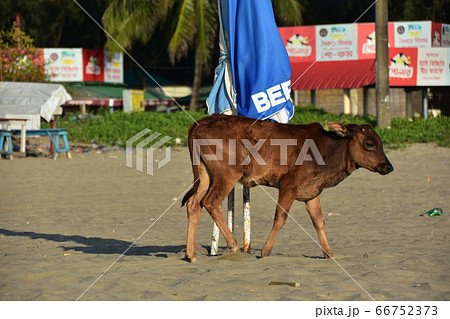バングラデシュのコックスバザールビーチ　砂浜を歩く子牛とビーチ沿いの露店 66752373