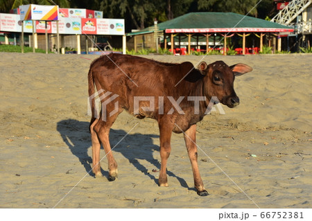 バングラデシュのコックスバザール　ビーチ沿いのレストランとホテル　砂浜を歩く可愛い子牛 66752381