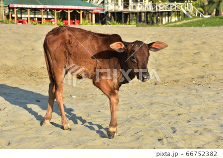 バングラデシュのコックスバザール　ビーチ沿いのレストランとホテル　砂浜を歩く可愛い子牛 66752382