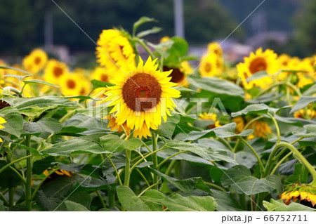 ひまわり ひまわり 66752711