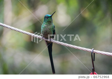アオフタオハチドリ 66752968