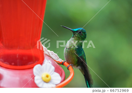 アオフタオハチドリ 66752969