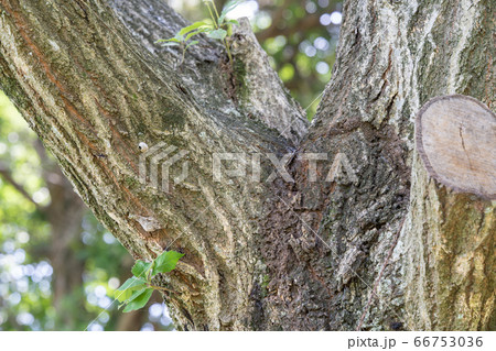 コナラ 小楢 ブナ科コナラ属 木肌 木膚 木のはだ 外皮 樹皮 木目 の写真素材