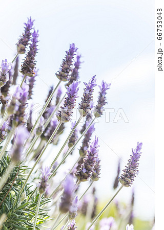 ラベンダー 66753043
