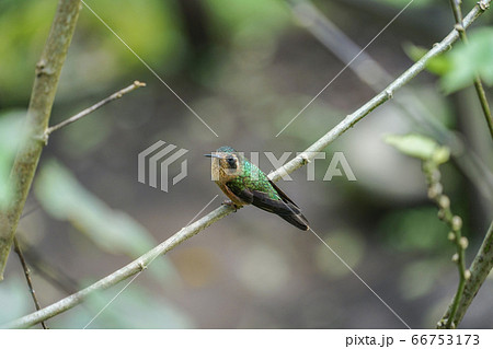 ミミグロハチドリ 66753173