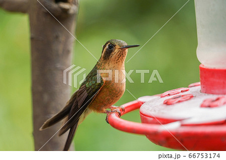 ミミグロハチドリ 66753174