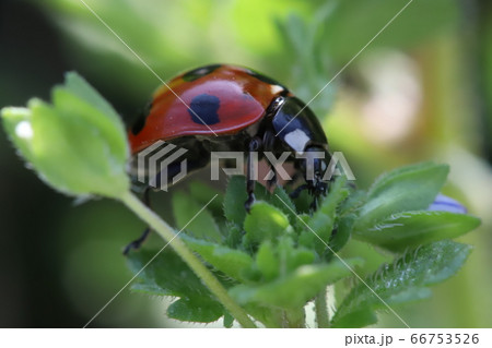 葉っぱに止まるナナホシテントウムシ 66753526