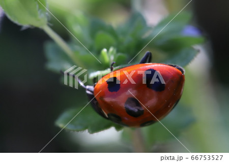 葉っぱに止まるナナホシテントウムシ 66753527
