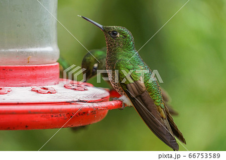 フチオハチドリ 66753589