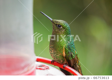フチオハチドリ 66753613