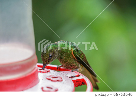 フチオハチドリ 66753646