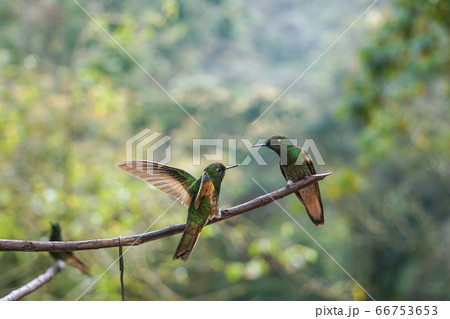 フチオハチドリ 66753653