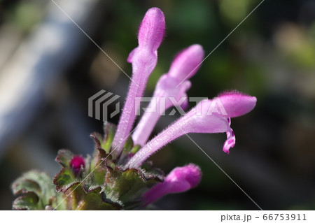 ホトケノザのピンクの花 66753911