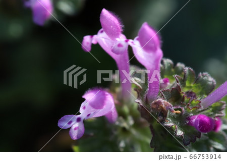 ホトケノザのピンクの花 66753914