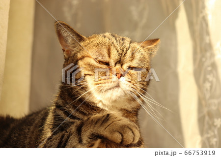 すました顔で手を出して将棋を指している雰囲気の猫アメリカンショートヘアブラウンタビー 66753919
