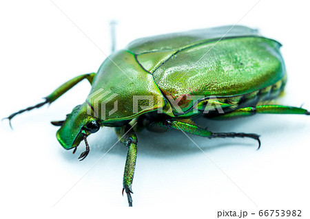 緑色が美しいコガネムシ 66753982