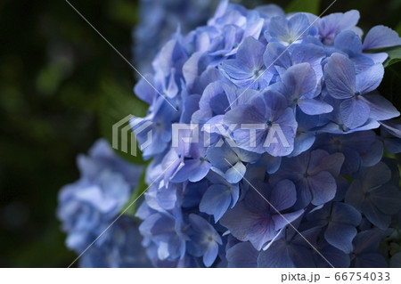 紫陽花 66754033