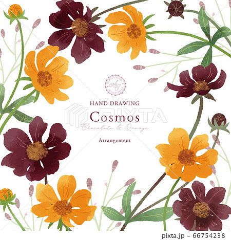 コスモスの水彩イラスト/フレームのイラスト素材 [66754238] - PIXTA