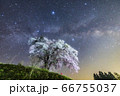 シダレザクラと天の川 66755037