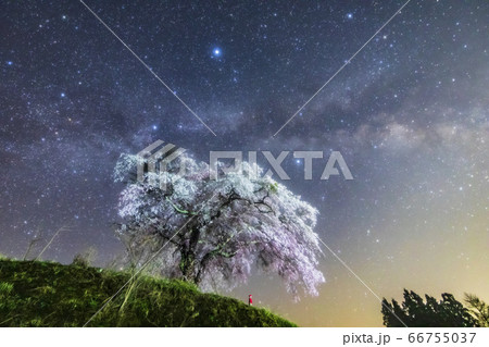 シダレザクラと天の川 シダレザクラと天の川 66755037