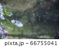 雨中のアジサイ① 66755041
