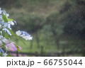 雨中のアジサイ② 66755044