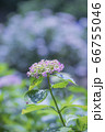 紫陽花 66755046
