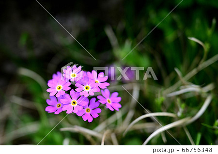 漢拏山 白鹿潭 休火山 66756348