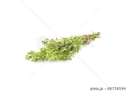 Thyme an isolated on white background. Clipping Thyme an isolated on white background. Clipping 66758594