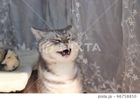 牙を出してケタケタ笑っている雰囲気の猫アメリカンショートヘアブルー 