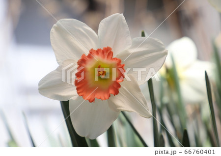 ラッパズイセンの白い花 ラッパズイセンの白い花 66760401