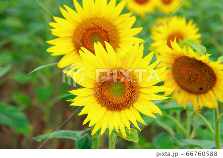 向日葵 66760588