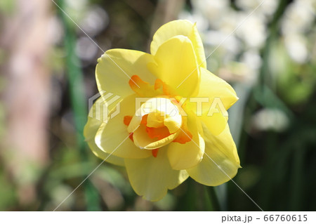 八重咲き水仙タヒチの花 八重咲き水仙タヒチの花 66760615