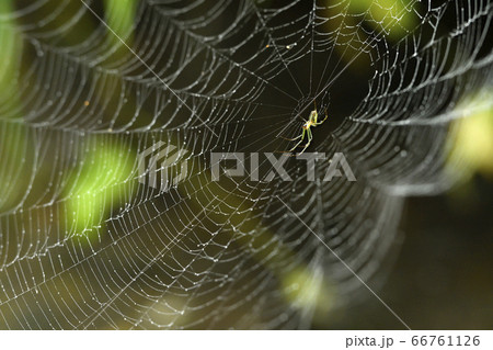 大きく貼られた蜘蛛の巣の中心にいるジョロウグモの写真素材 66761126 Pixta