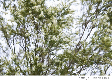 ティーツリー（メラレウカ） 66761301