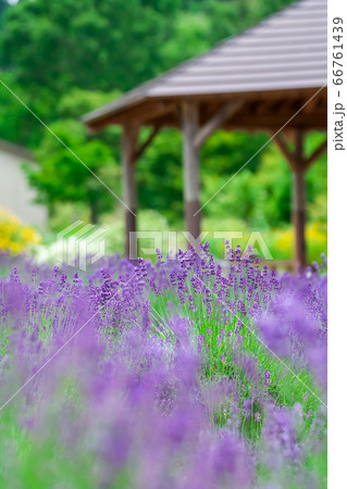 満開のラベンダー畑 66761439