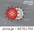 Coronavirus structure or Covid19 or Sar COV 2 cross section model 66761760