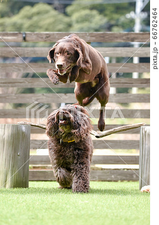 ドッグランで遊ぶラブラドールレトリバー 66762464