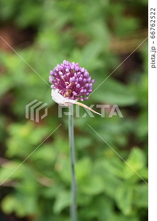 ニンニクの花の写真素材