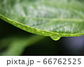 矢田寺の紫陽花 66762525