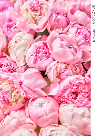 Floral carpet or Wallpaper. Beautiful Pink peony flower for catalog or online store. Floral shop concept . Beautiful fresh cut bouquet. Flowers delivery 66762730