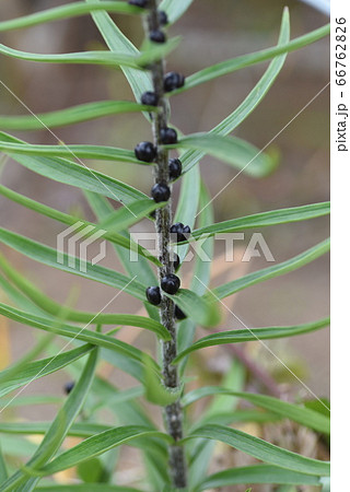 オニユリのムカゴ 66762826