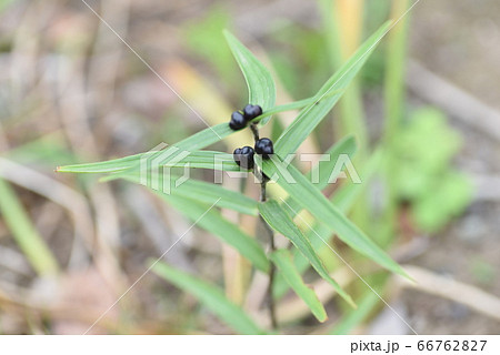 オニユリのムカゴ オニユリのムカゴ 66762827