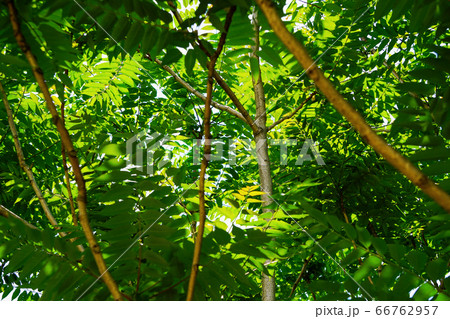 熱帯雨林を感じさせる雑木林 66762957