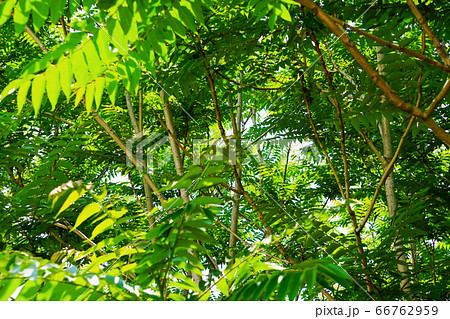 熱帯雨林を感じさせる雑木林 66762959
