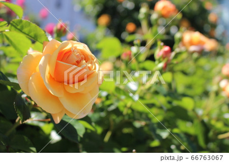 開花　薔薇 66763067