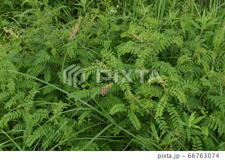 クララの花 クララの花 66763074