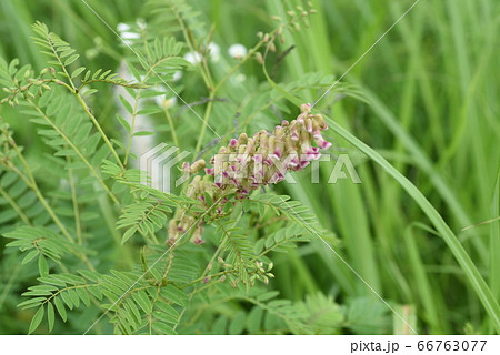 クララの花 クララの花 66763077