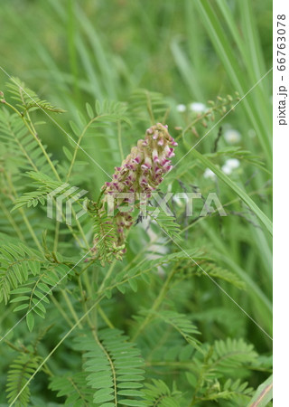 クララの花 クララの花 66763078