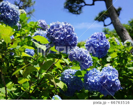 城ヶ島 城ヶ島 66763516